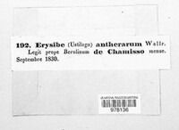 Microbotryum violaceum image